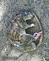 Dead Rat